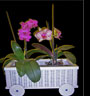 Imagen del producto: Carrito